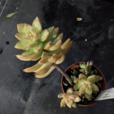 Sedum goldi glow copier 