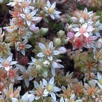 Sedum gracile