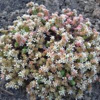 Sedum gracile