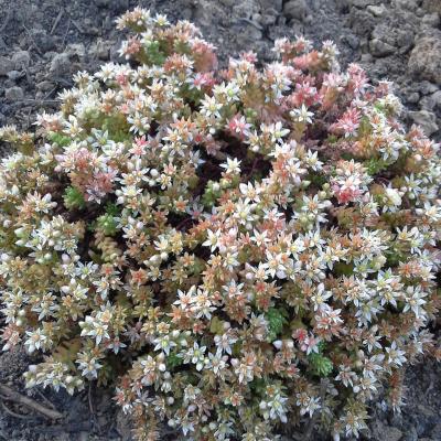 Sedum gracile - Haens