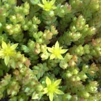 Sedum grisbachii