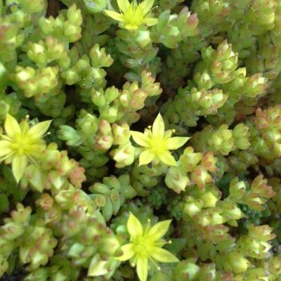 Sedum grisebachii - Boiss et Heldr