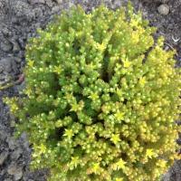 Sedum grisbachii