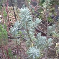 Sedum griseum copier 