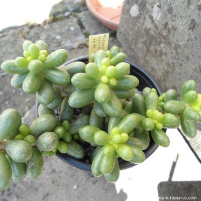 Sedum hernandesii copier 