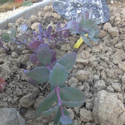 Hylotelephium pluricaule ( hidakanum)