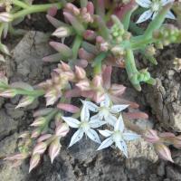 Sedum hispanicum