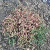 Sedum hispanicum