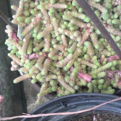 Sedum humifusum copier 
