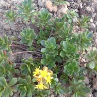 Sedum hybridum immergrunchen