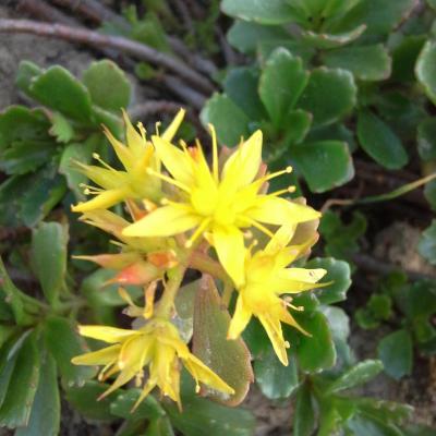 Sedum hybridum 'Immergrünchen'