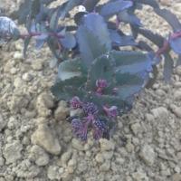 Sedum imperial 2 copier 