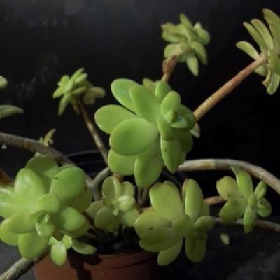 Sedum kimnachi copier 