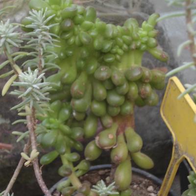 Sedum lucidum cristata 2 copier 