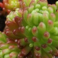 Sedum lydium 2 copier 1