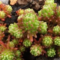 Sedum lydium copier 1