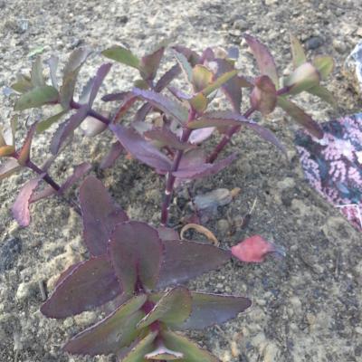 Sedum moonlight serenade 