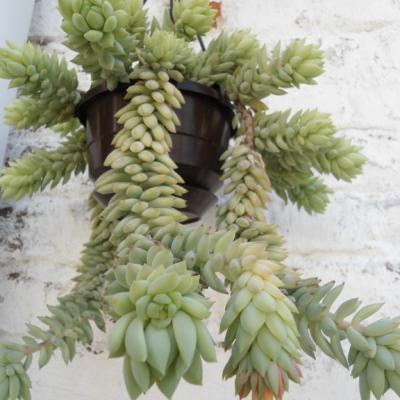 Sedum morganianum 8 copier 