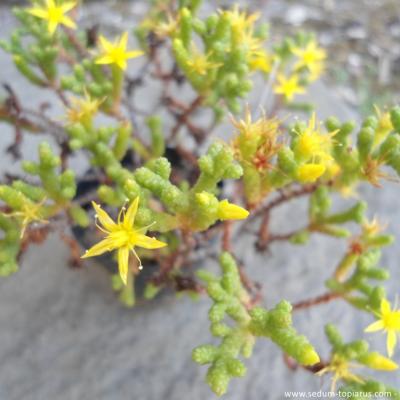 Sedum muscoides 3 copier 