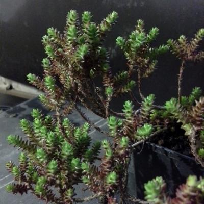 Sedum nanifolium copier 