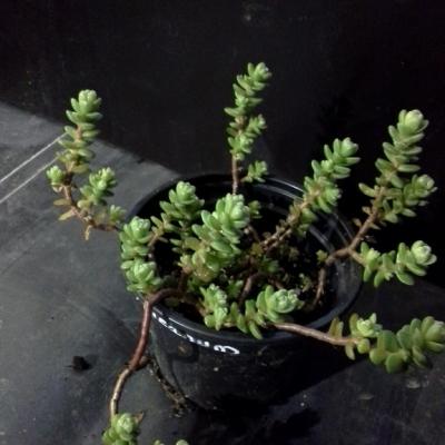 Sedum oaxacanum 3 copier 