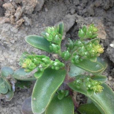 Sedum obtusifolium 2 