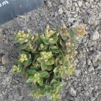 Sedum obtusifolium