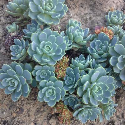 Rhodiola pachyclados