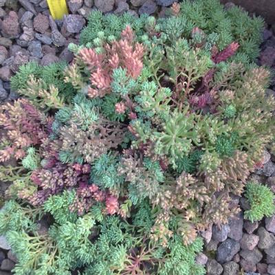 Sedum pallidum 'Bithynicum'