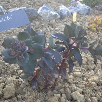 Sedum picolette 2 