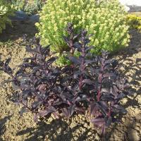 Sedum postman s pride 