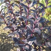 Sedum postman s pride 2 