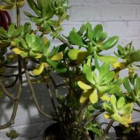 Sedum praeltum copier 