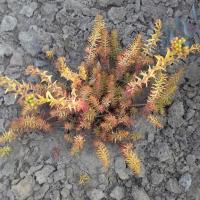 Sedum reflexum angelina copier 