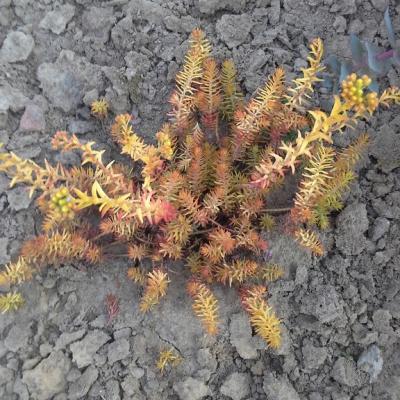 Sedum reflexum angelina copier 