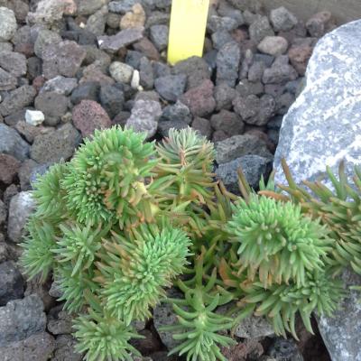 Sedum reflexum cristatum 1
