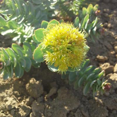 Rhodiola 'Rosea'