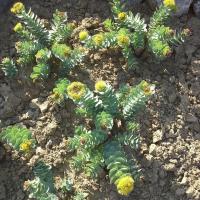 Sedum rhodiola rosea 2 2