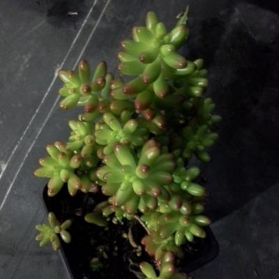 Sedum rubrotinctum 3 copier 