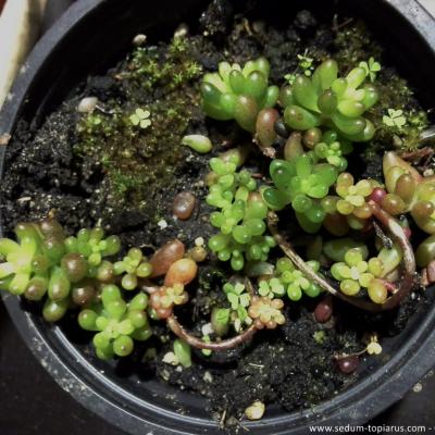 Sedum rubrotinctun minus copier 