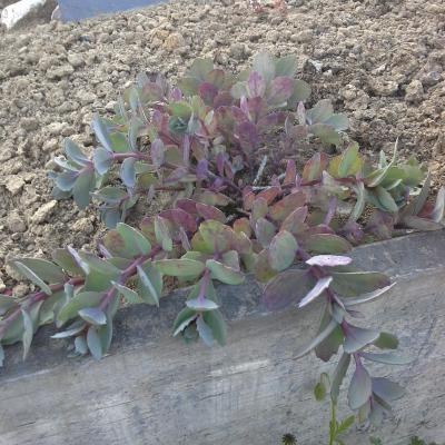 Hylotelephium 'Ruby Glow'