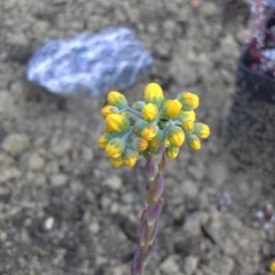 Sedum rupestre sylverstone 2 copier 