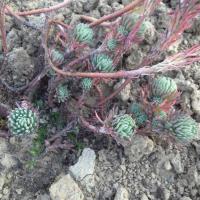 Sedum rupestre sylverstone copier 