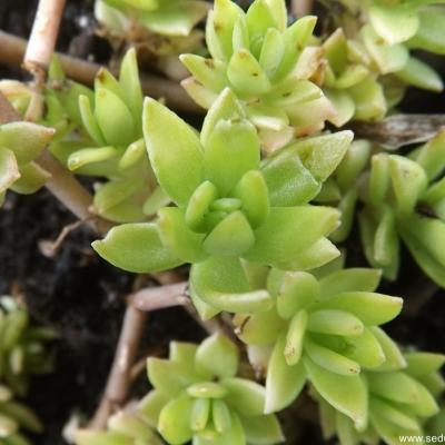 Sedum sarmentosum - Bunge