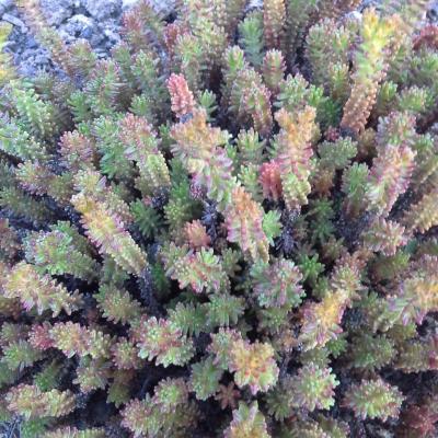 Sedum sexangulare - L