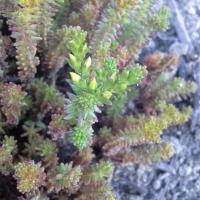 Sedum sexangulare 3 1