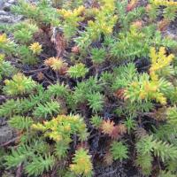 Sedum sexangulare gold digger