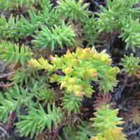 Sedum sexangulare gold digger