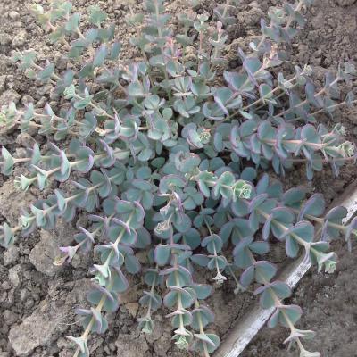 Hylotelephium sieboldii