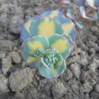 Hylotelephium sieboldii 'Mediovariegatum'